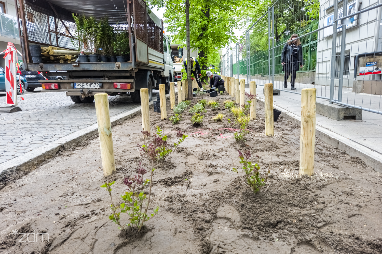 Galeria zdjęć z nasadzeń nowych drzew i zieleni niskiej przy ul. Czarnieckiego - grafika artykułu
