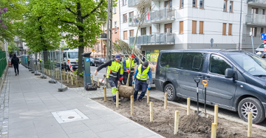 Galeria zdjęć z nasadzeń nowych drzew i zieleni niskiej przy ul. Czarnieckiego