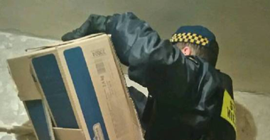 Strażnik Eko Patrolu umieszcza nietoperza w kartonie