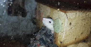 Szczur hodowlany pozostawiony bez opieki