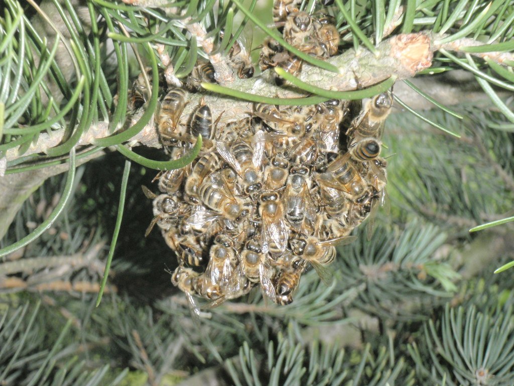 Pszczoły otaczające matkę na terenie os. Rusa - grafika artykułu