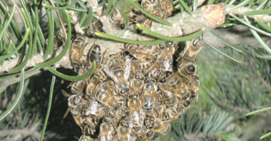 Pszczoły otaczające matkę na terenie os. Rusa